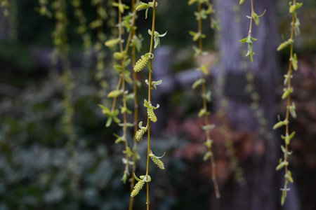 Fresh greenery and male flowers of Weeping Willow. Salicaceae Dioecious deciduous tree. Flowering...