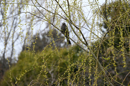 Fresh greenery and male flowers of Weeping Willow. Salicaceae Dioecious deciduous tree. Flowering period is from March to April.の写真素材