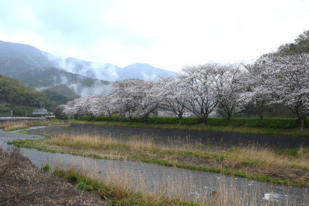 Japan sightseeing trip. Cherry blossoms in full bloom on a rainy day. Seasonal background material.の写真素材