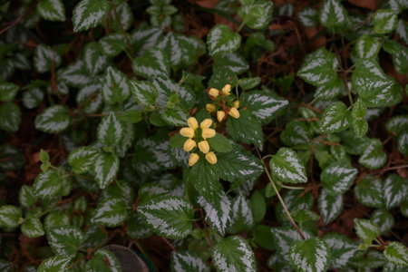 Lamium galeobdolon flowers. Lamiaceae perennial plants.Blooms yellow flowers from spring to early summer and is used as a ground cover.の写真素材