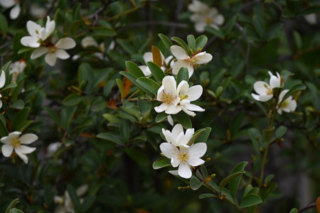 Michelia yunnanensis flowers. Magnoliaceae evergreen tree. Many fragrant white flowers bloom from April to May.の写真素材
