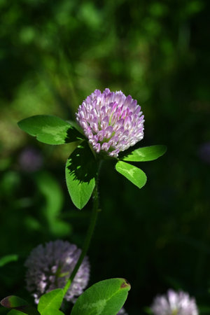 Red clover ( Trifolium pratense ) flowers. Fabaceae perennial herb plants. Globular red-purple flowers bloom from May to August. Used for feed and green manure.の写真素材
