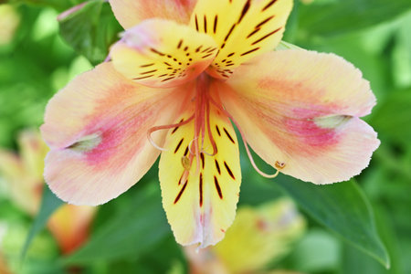 Alstroemeria flowers.Alstroemeriaceae perennial bulbous plants native to South America.Bright flowers with striped petals bloom from April to July.の写真素材