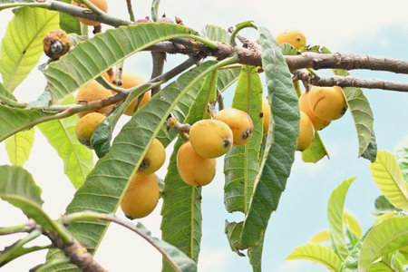 Loquat (Eriobotrya japonica) fruits. Rosaceae evergreen fruit tree. The fruit grows in early summer and ripens sweetly.の写真素材