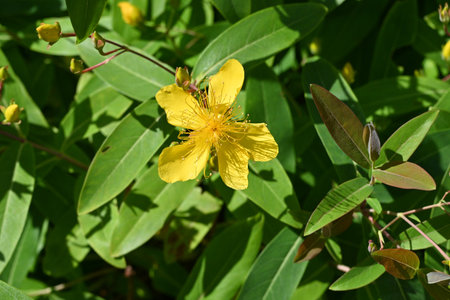 Chinese hypericum (Hypericum monogynum) flowers. Hypericaceae Semi-deciduous shrub. Five-petal...