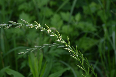 Perennial ryegrass (Lolium perenne) flowers. Poaceae perennial plants. Flowering season is from May to June. Inflorescence is spike-shaped.の写真素材
