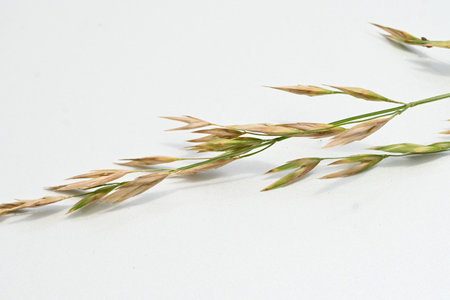 Wild oat (Avena fatua). Poaceae winter annual weed . A weed that grows in clusters along roadsides.の写真素材
