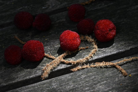 Red bayberry berries. Dioecious, with the female plant bearing the berries. Sweet and sour in...