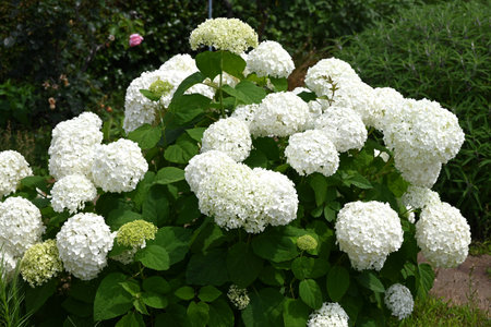 Hydrangea arborescens 'Annabelle'. A deciduous shrub of the Hydrangeaceae family native to North...