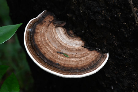 Polypore. A fungus of the Polyporaceae family that grows on tree stumps. It is a harmful fungus that...