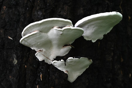 Polypore. A fungus of the Polyporaceae family that grows on tree stumps. It is a harmful fungus that...