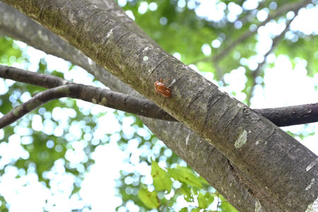 A summer tradition 'Cicada shells'. Cicadas grow by repeatedly molting, and finally emerge from...