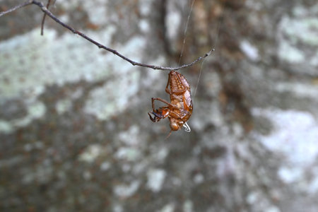 A summer tradition 'Cicada shells'. Cicadas grow by repeatedly molting, and finally emerge from...