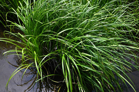 Carex dispalata in the Wetland Park. Cyperaceae perennial aquatic plant. In Japan, it was used to...