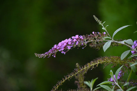 Summer lilac (Buddleja davidii) flowers. A tropical deciduous shrub. It is called Butterfly bush...