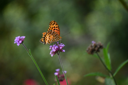 Purpletop verbena (Verbena bonariensis) flowers. A perennial plant of the Verbenaceae family native to South America. Small red-purple flowers bloom in cymes from summer to autumn.の写真素材