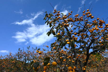 Japanese persimmon cultivation. The taste of fall background material.の写真素材