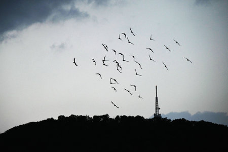 A flock of pigeons flying at the seaside. Wild bird background material.の写真素材