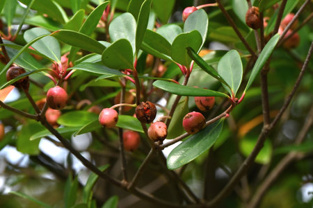 Japanese ternstroemia fruits (Capsule). Pentaphylacaceae evergreen tree. Fruits ripen in autumn and split open to reveal orange-red seeds. The king of garden trees.の写真素材