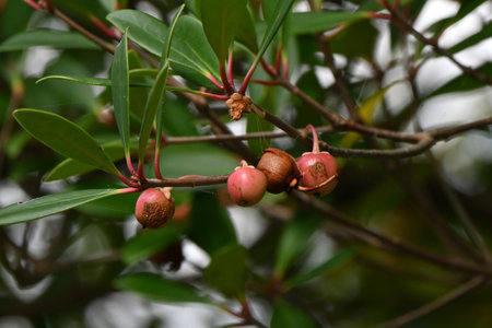 Japanese ternstroemia fruits (Capsule). Pentaphylacaceae evergreen tree. Fruits ripen in autumn and...