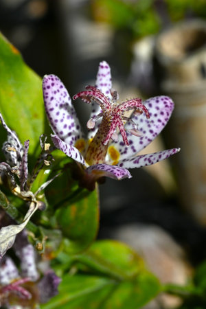 Toad lily (Tricyrtis hirta) flowers. A perennial plant of Liliaceae endemic to Japan. Purple-spotted flowers bloom upward from August to October.の写真素材