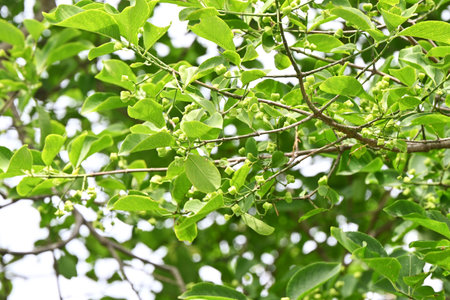 Japanese spindle tree berries. Celastraceae Dioecious deciduous shrub. Berries appear in early...
