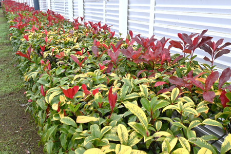 Photinia glabra (Japanese photinia) hedge. Rosaceae evergreen shrub. It is used as a hedge because...