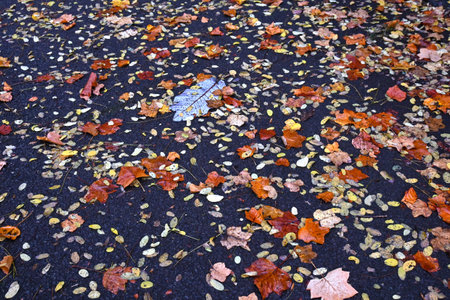 Scenery of fallen leaves. Autumn season background material.の写真素材