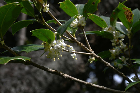 Holly flowers. Oleaceae evergreen tree. Small fragrant white flowers bloom in winter. This tree, which has thorns on its leaves, is often used as a hedge.の写真素材