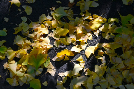 Yellow leaves of Ginkgo (Ginkgo biloba). A dioecious gymnosperm deciduous tree. It is used as a park...