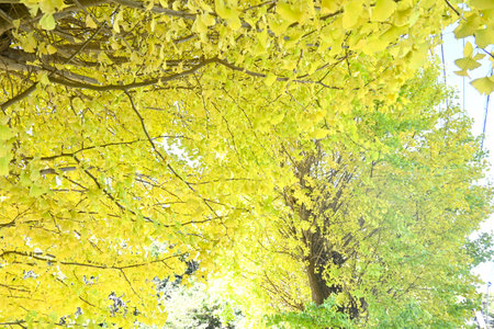 Yellow leaves of Ginkgo (Ginkgo biloba). A dioecious gymnosperm deciduous tree. It is used as a park...