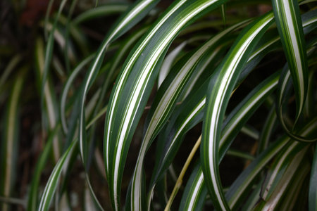 Spider plant (Chlorophytum comosum) leaves. Asparagaceae evergreen perennial plants. An ornamental...