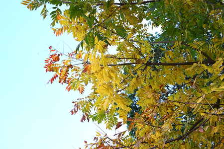 Pistacia chinensis autumn leaves. Anacardiaceae dioecious deciduous tree. It provides ample shade in...