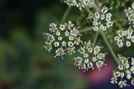Ashitaba flowers. A fast-growing, healthy vegetable native to Japan, belonging to the Apiaceae family. Small pale yellow flowers bloom in autumn.の写真素材