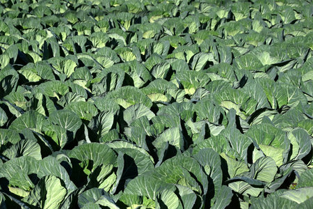 Cabbage cultivation. Vegetable farming background material.の写真素材