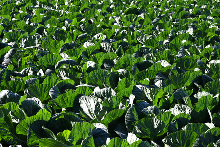 Cabbage cultivation. Vegetable farming background material.の写真素材