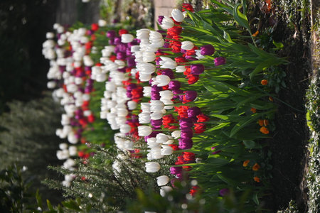 Full blooming tulip flowers. Floral background material.の写真素材