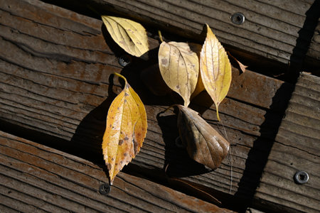 Chinese hackberry tree ( Celtis sinensis ) yellow leaves. Cannabaceae deciduous tree. Used as a park or roadside tree, the fruit is edible.の写真素材