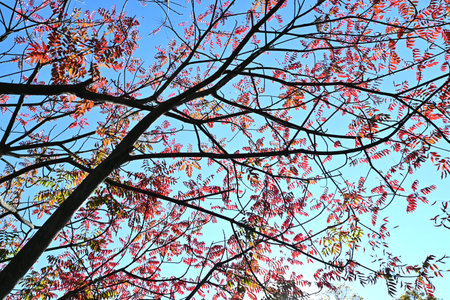Japan wax tree autumn leaves. Anacardiaceae Dioecious deciduous tree. In Japan, it is a resource...
