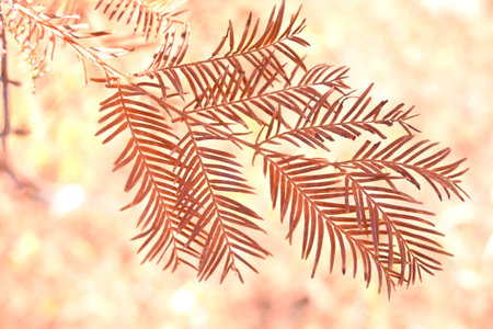 Dawn redwood (Metasequoia glyptostroboides) tree and leaves. A coniferous tree of the cypress family native to China, it is known as a 'living fossil.'の写真素材
