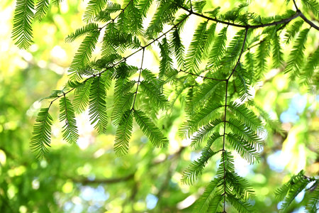 Dawn redwood (Metasequoia glyptostroboides) tree and leaves. A coniferous tree of the cypress family native to China, it is known as a 'living fossil.'の写真素材