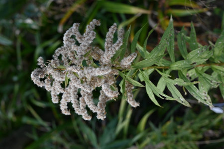 Tall goldenrod (Solidago altissima) Fluff and seeds. Asteraceae perennial Insect-pollinated.の写真素材