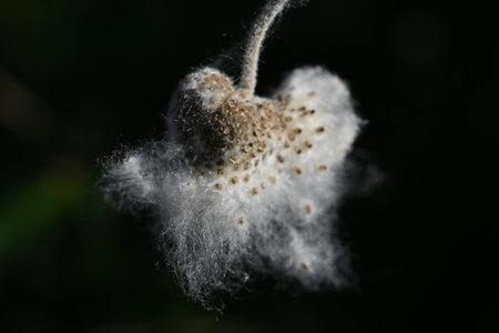 Japanese anemone (Anemone hupehensis) flower fluff and seeds. Ranunculaceae perennial plants....