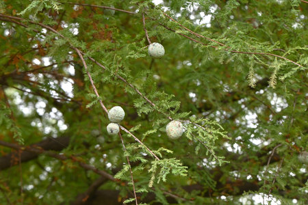 Bald cypress tree, leaves and cones. Cupressaceae deciduous conifer. Grows in marshy areas with breathing roots rising from the ground around the tree.の写真素材