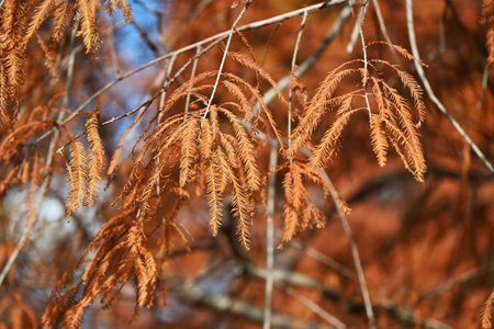Bald cypress tree, leaves and cones. Cupressaceae deciduous conifer. Grows in marshy areas with breathing roots rising from the ground around the tree.の写真素材
