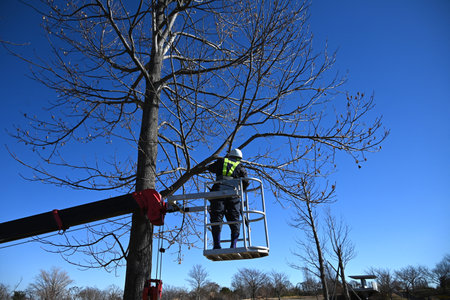 A scene of tree maintenance work in the park. Background material of people working in the park.