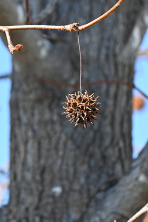 American sweetgum tree. Altingiaceae deciduous tree native to North America. The autumn foliage is beautiful and the aggregate fruits have sharp thorns.の写真素材