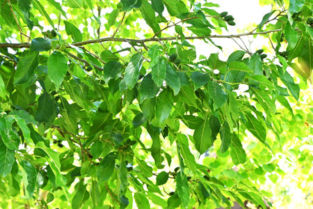 Alnus japonica (Japanese alder) tree flowers and cones. The drooping flowers cause hay fever, while...