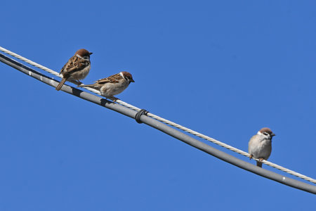 Sparrows are wild birds of the Passeridae family that move quickly by hopping on both feet. They are omnivorous and live in groups.の写真素材