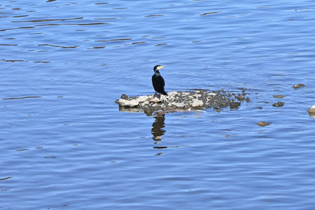 Great cormorant in the river. A water bird of the Phalacrocoracidae family. It dives into the river to catch fish.の写真素材